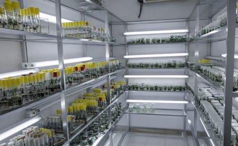 Utkal Tubers India Pvt Ltd would set up a tissue culture laboratory. Shown here is a part of a tissue culture laboratory in Tanzania a.o. involved in micropropagation of potatoes (Courtesy: Tenguru Horticultue Research and Training Institute) Utkal Tubers India Pvt Ltd would set up a tissue culture laboratory. Shown here is a part of a tissue culture laboratory in Tanzania a.o. involved in micropropagation of potatoes (Courtesy: Tenguru Horticultue Research and Training Institute)