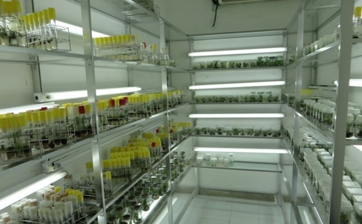 Utkal Tubers India Pvt Ltd would set up a tissue culture laboratory. Shown here is a part of a tissue culture laboratory in Tanzania a.o. involved in micropropagation of potatoes (Courtesy: Tenguru Horticultue Research and Training Institute)