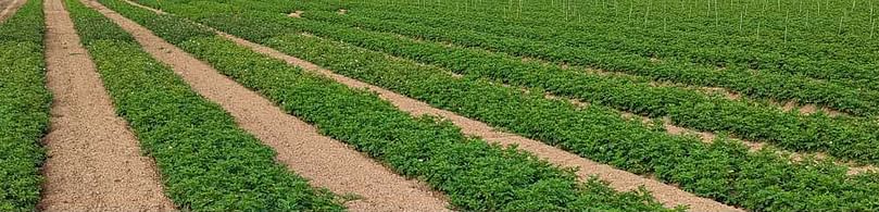 How Heat Affects Potato Yields