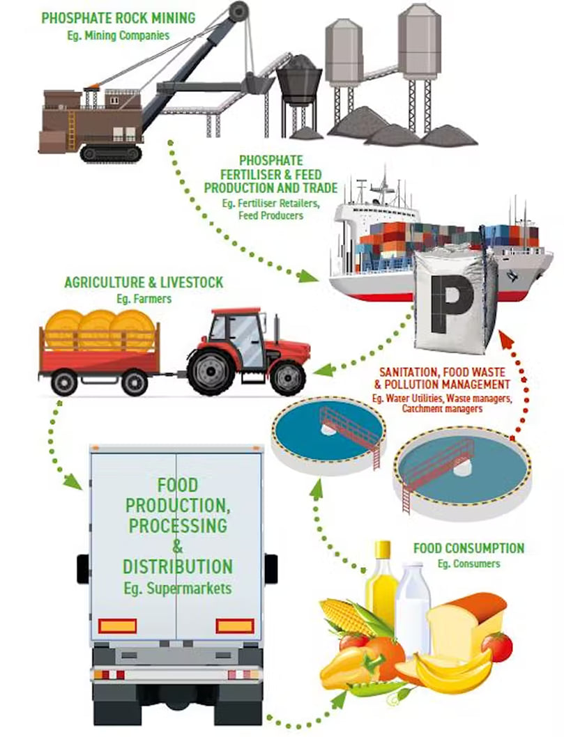 How phosphorus goes from mine to food. Courtesy: UK Phosphorus Transformation Strategy How phosphorus goes from mine to food. Courtesy: UK Phosphorus Transformation Strategy