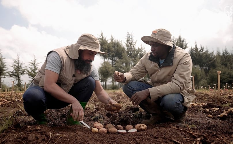 How Wild Potato Genes Can Help East African Farmers Beat the 'Chemical Tax'