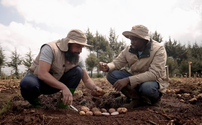 How Wild Potato Genes Can Help East African Farmers Beat the 'Chemical Tax' How Wild Potato Genes Can Help East African Farmers Beat the 'Chemical Tax'