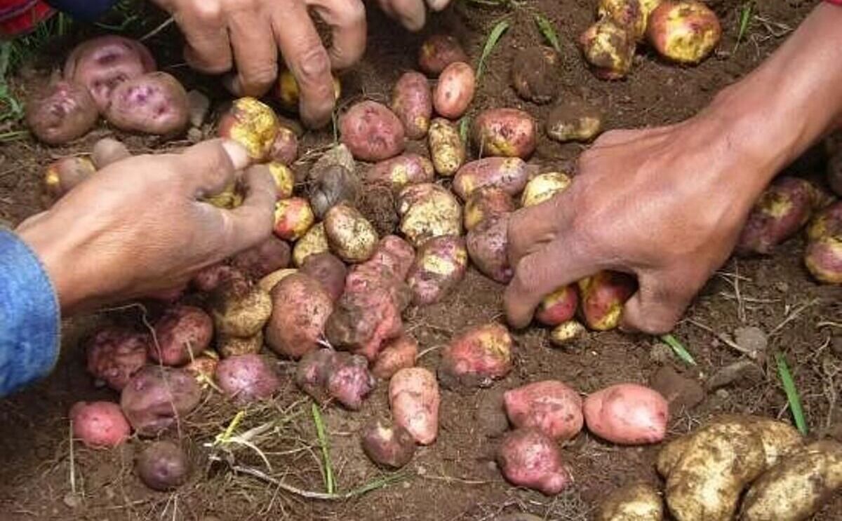 El conocimiento diferenciado que las mujeres tienen del cultivo de la papa debe incluirse en todo proceso de selección participativa de variedades El conocimiento diferenciado que las mujeres tienen del cultivo de la papa debe incluirse en todo proceso de selección participativa de variedades