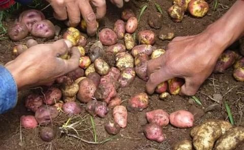 El conocimiento diferenciado que las mujeres tienen del cultivo de la papa debe incluirse en todo proceso de selección participativa de variedades El conocimiento diferenciado que las mujeres tienen del cultivo de la papa debe incluirse en todo proceso de selección participativa de variedades