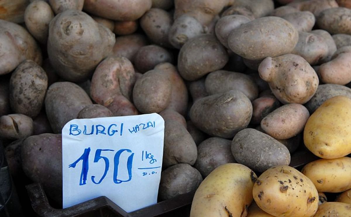 Potatoes offered in retail in Hungary 