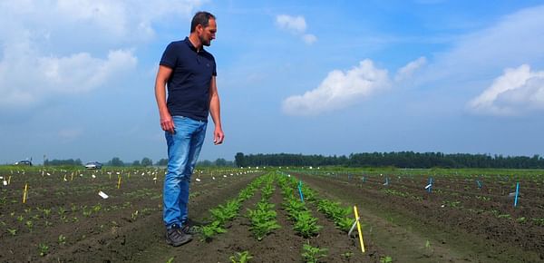 From 'ridge' to 'bed' – the next step in HZPC potato innovation