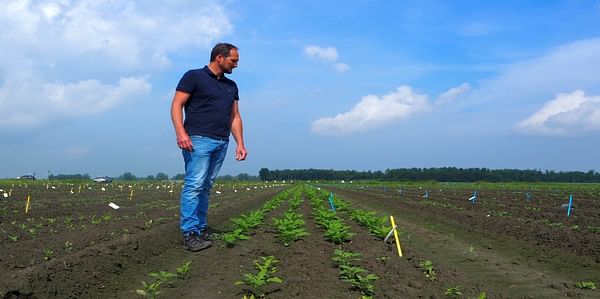 From 'ridge' to 'bed' – the next step in HZPC potato innovation