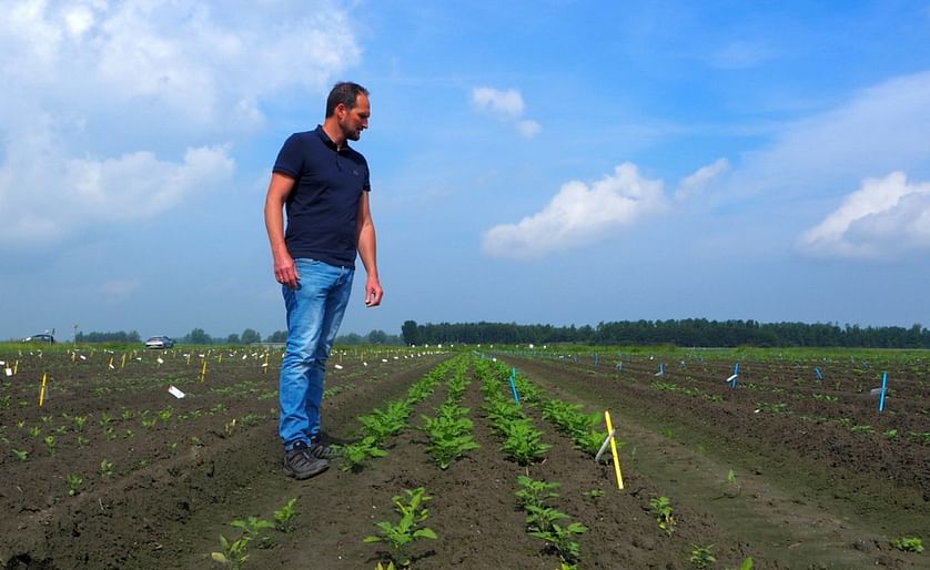 Hybrid potatoes are sown instead of planted
