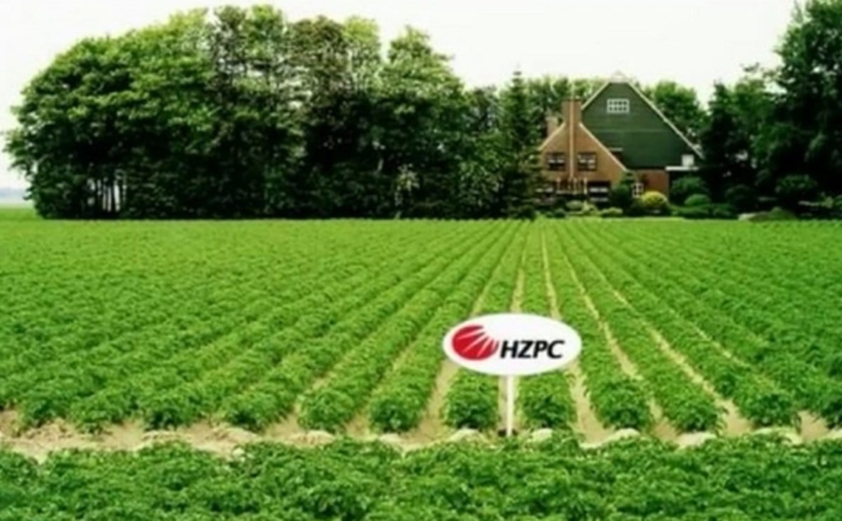 HZPC growers price seed potatoes considerably higher than expected HZPC growers price seed potatoes considerably higher than expected