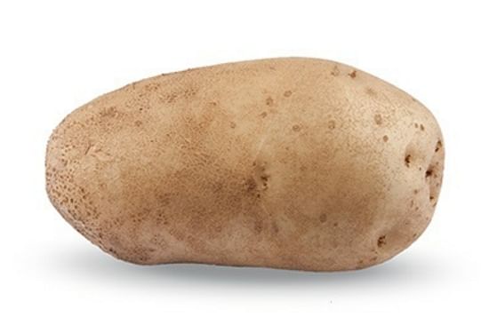 Een nieuw HZPC aardappelras bestemd voor verwerking tot frites: Alverstone Russet