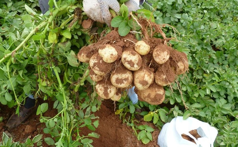 Passion for the potato Passion for the potato