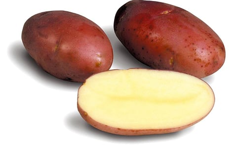 The potato variety Asterix, bred by HZPC (Courtesy: HZPC) The potato variety Asterix, bred by HZPC (Courtesy: HZPC)