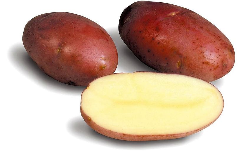 The potato variety Asterix, bred by HZPC (Courtesy: HZPC)