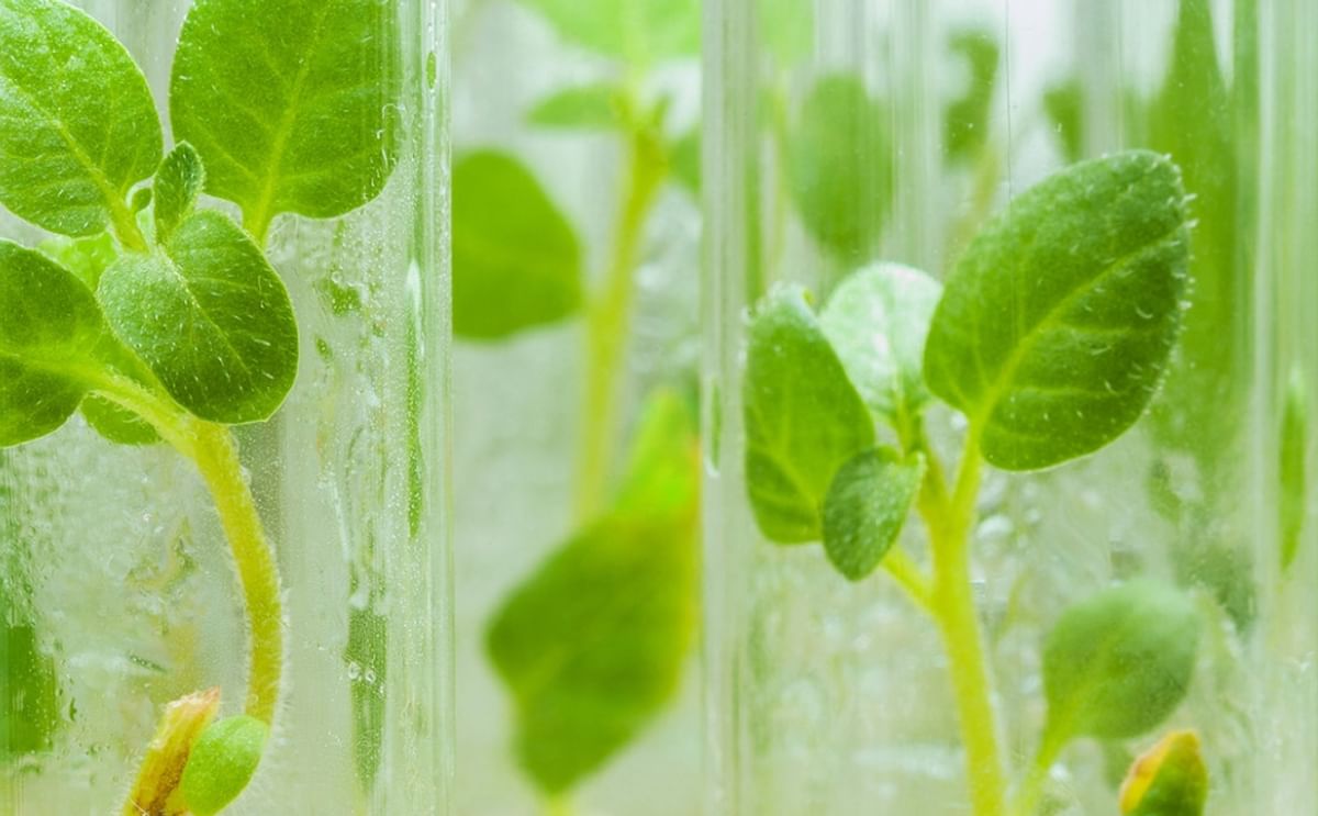 De koers van aardappelveredelaar en pootgoedhandel HZPC steeg wederom met de maximale 10 procen De koers van aardappelveredelaar en pootgoedhandel HZPC steeg wederom met de maximale 10 procen