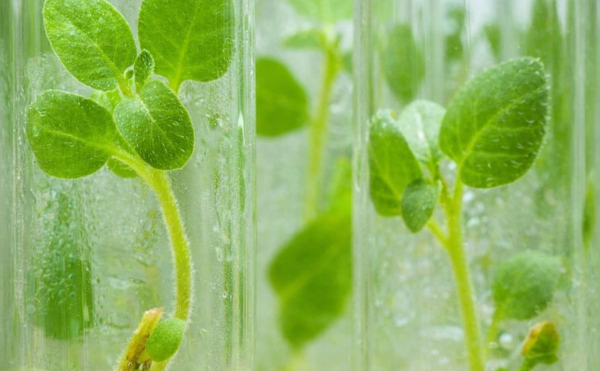 HZPC: Breeding the next generation potatoes