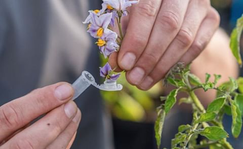 Pollinating potato flowers causes the plant to produce berries which contain true potato seeds (TPS) Pollinating potato flowers causes the plant to produce berries which contain true potato seeds (TPS)