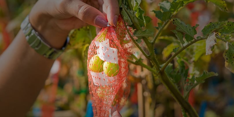The potato berries are collected carefully The potato berries are collected carefully