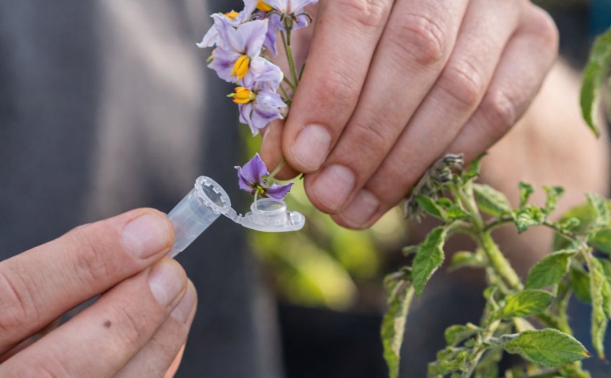 Hybrid potatoes from botanical seeds: an opportunity or a threat? Hybrid potatoes from botanical seeds: an opportunity or a threat?