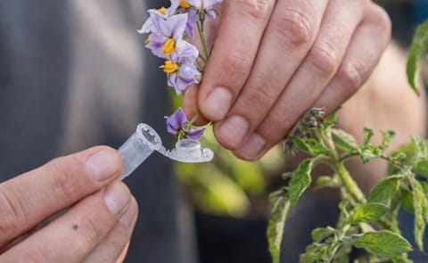 Pollinating potato flowers causes the plant to produce berries which contain true potato seeds (TPS) Pollinating potato flowers causes the plant to produce berries which contain true potato seeds (TPS)