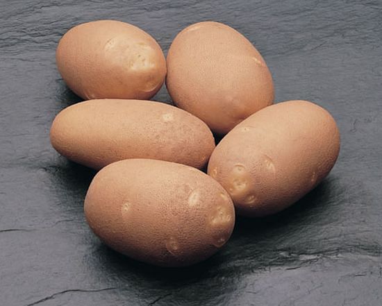 Innovator is a russet type potato with shallow eyes and cream coloured flesh. High resistance to cyst nematodes, wart disease, leaf and tuber blight. Innovator is an excellent variety for boiling, baking and French frying. Innovator has a remarkably good flavour. The ability to recondition from long term storage makes this an ideal variety for processors. (Courtesy: HZPC)