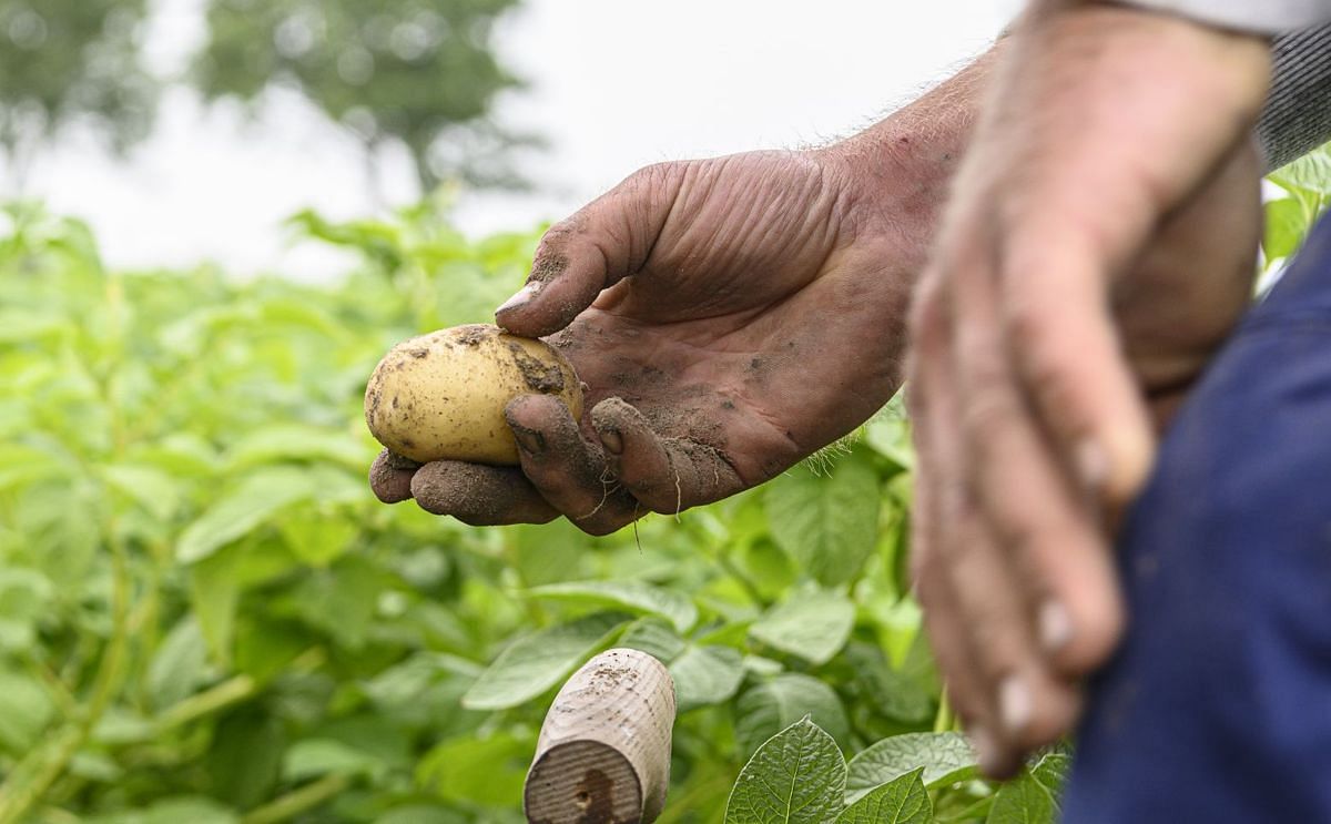 Seed potato company HZPC keeps profit expectations intact