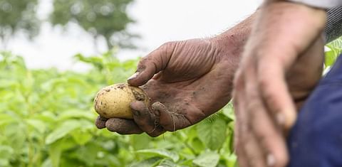 Seed potato company HZPC keeps profit expectations intact