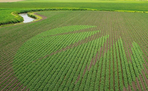 HZPC is a world leader in the marketing of seed potatoes for processing and table potato markets. HZPC is a world leader in the marketing of seed potatoes for processing and table potato markets.