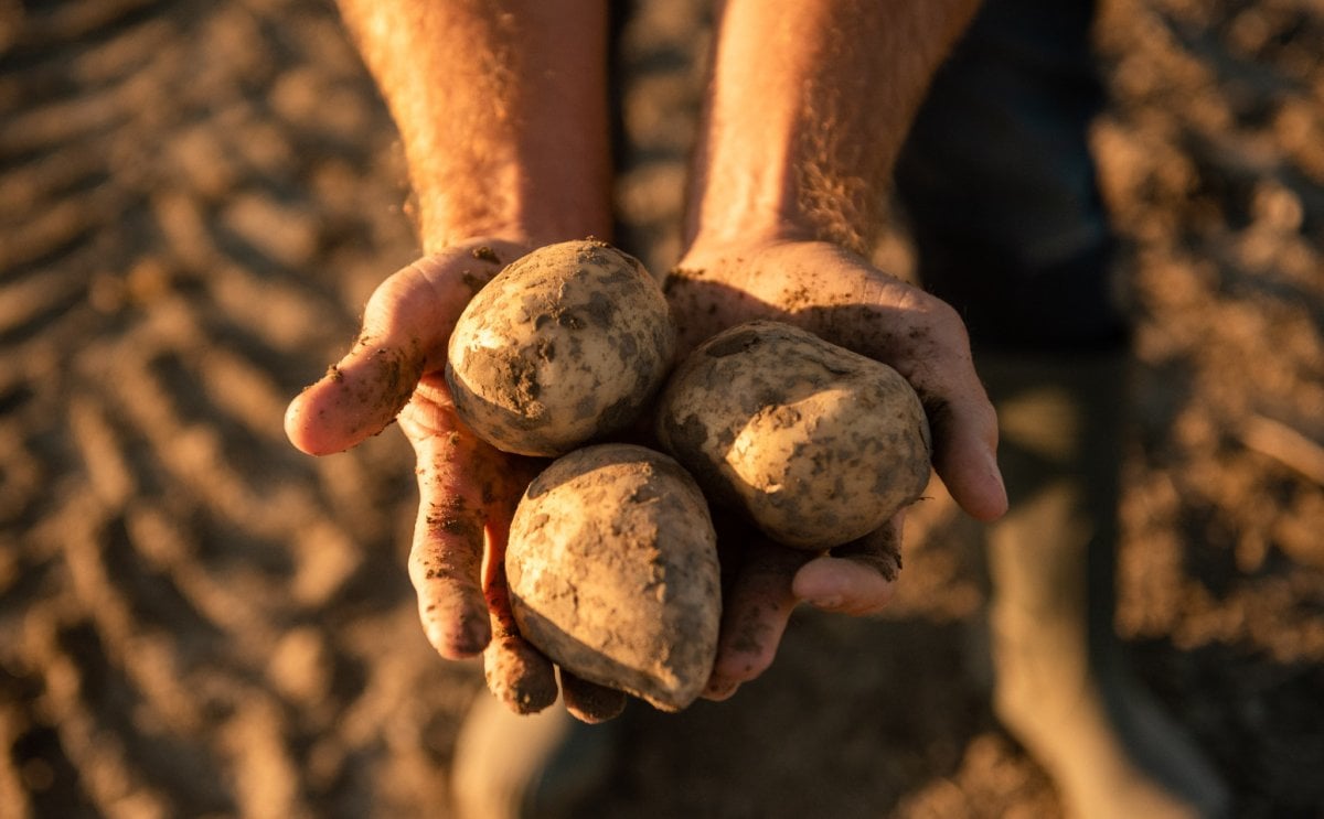 HZPC: Great supply of certificates offers opportunities for seed potato growers HZPC: Great supply of certificates offers opportunities for seed potato growers