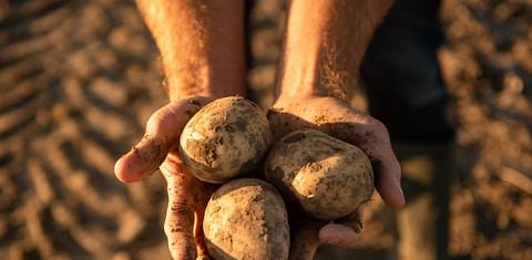 HZPC: Great supply of certificates offers opportunities for seed potato growers