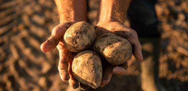 HZPC: Great supply of certificates offers opportunities for seed potato growers
