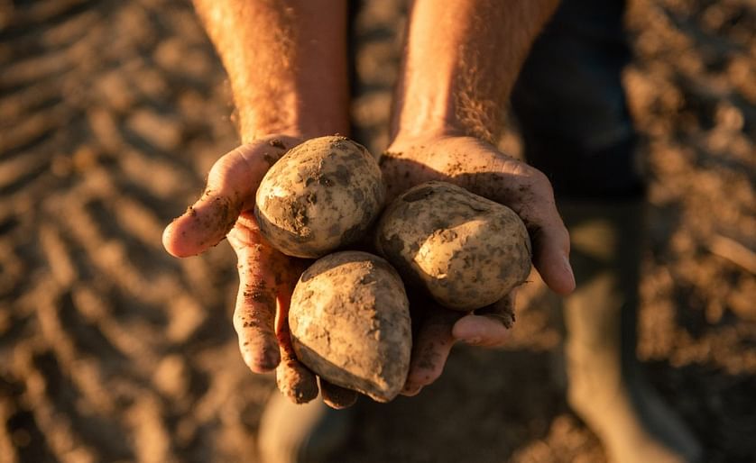 Potato breeder HZPC publishes certificate price after half-year trading day.
