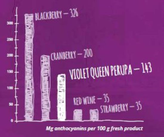 Amount of anthocyanins in Violet Queen Perupa in comparison with a number of other foods high in anthocyanins Amount of anthocyanins in Violet Queen Perupa in comparison with a number of other foods high in anthocyanins