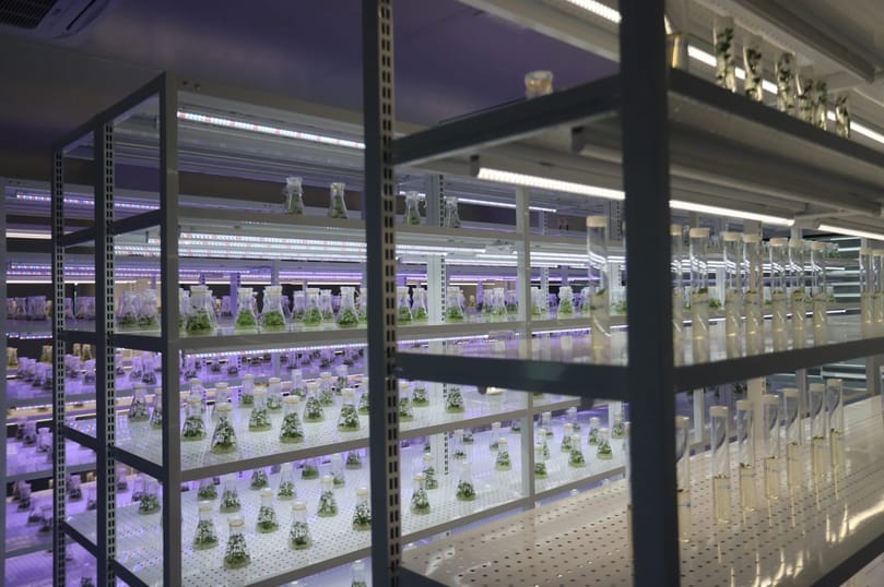 Early-stage potato plants grown under controlled laboratory conditions as part of the breeding and selection process used by HZPC to develop new potato varieties