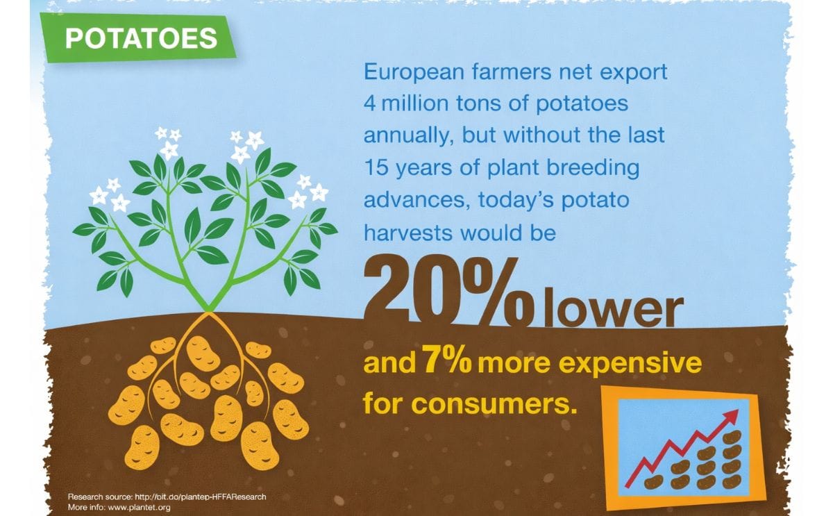 Today’s European potato harvests would be 20% lower and 7% more expensive for consumers without the last 15 years of plant breeding advances.