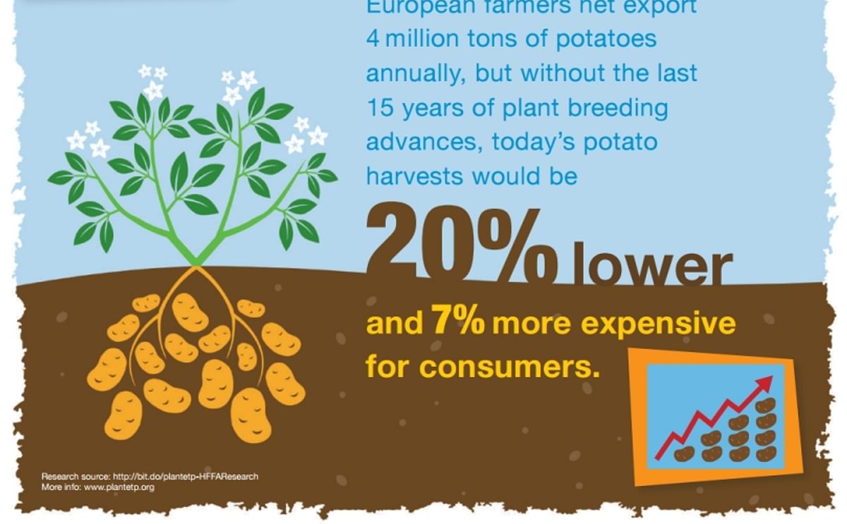 Today’s European potato harvests would be 20% lower and 7% more expensive for consumers without the last 15 years of plant breeding advances.