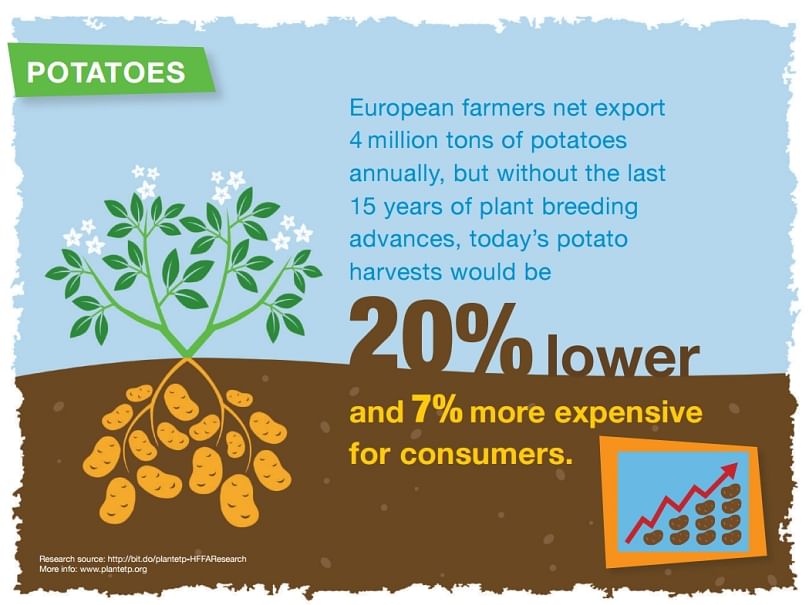 Today’s European potato harvests would be 20% lower and 7% more expensive for consumers without the last 15 years of plant breeding advances.