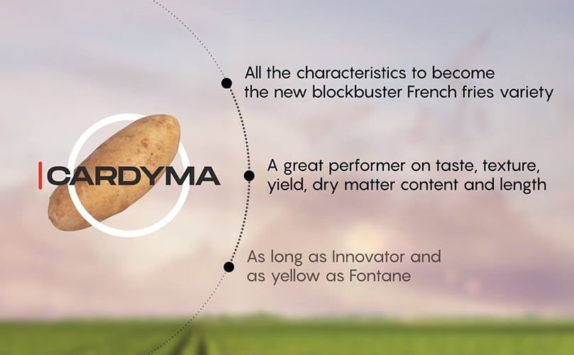 Breeder Peter Vos introduces the 'rising star' HZPC potato varieties Camelia, Cardyma and Rashida Breeder Peter Vos introduces the 'rising star' HZPC potato varieties Camelia, Cardyma and Rashida