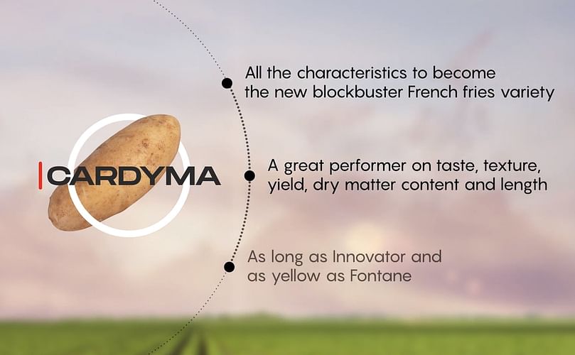 Breeder Peter Vos introduces the 'rising star' HZPC potato varieties Camelia, Cardyma and Rashida