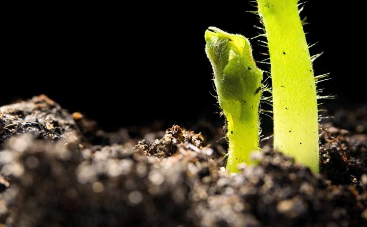 Emerging potato plant Emerging potato plant