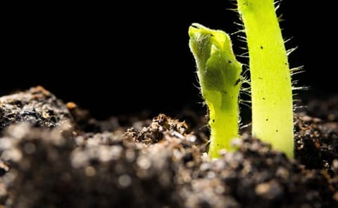 Emerging potato plant Emerging potato plant