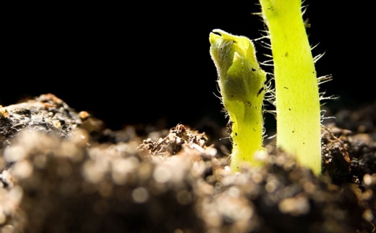 Emerging potato plant Emerging potato plant
