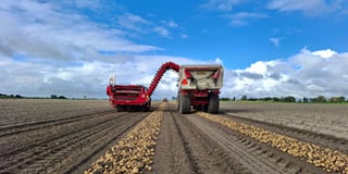 Potato harvesting Potato harvesting