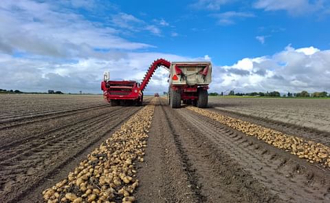 Potato harvesting Potato harvesting