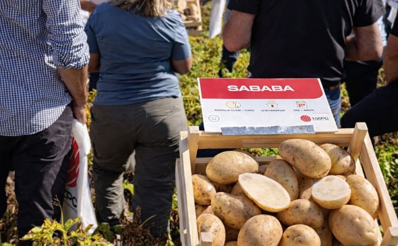 Variedad de papa SABABA presentada durante los ensayos de campo de HZPC en Mendoza, Argentina