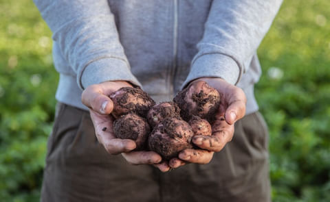 HZPC potatoes HZPC potatoes