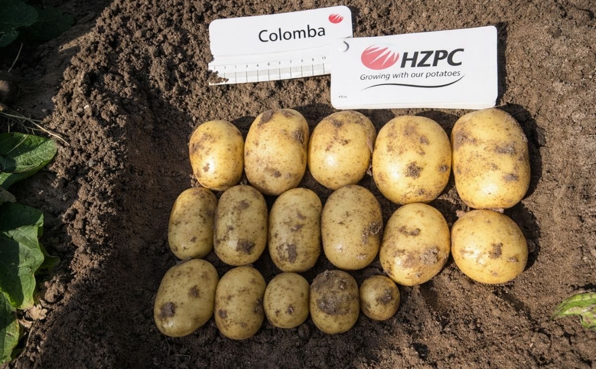 HZPC Oogst 2016: lage pootgoedopbrengsten – uitstekende financiële resultaten