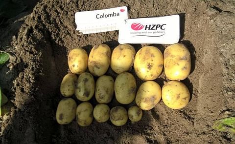 HZPC Oogst 2016: lage pootgoedopbrengsten – uitstekende financiële resultaten HZPC Oogst 2016: lage pootgoedopbrengsten – uitstekende financiële resultaten