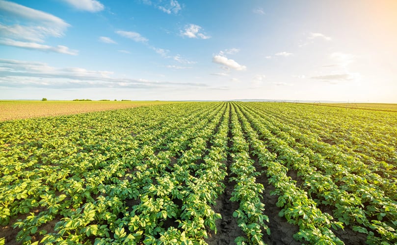 Potato crops growing in the field where HZPC varieties are tested and evaluated before entering the global potato supply chain and processing industry Potato crops growing in the field where HZPC varieties are tested and evaluated before entering the global potato supply chain and processing industry