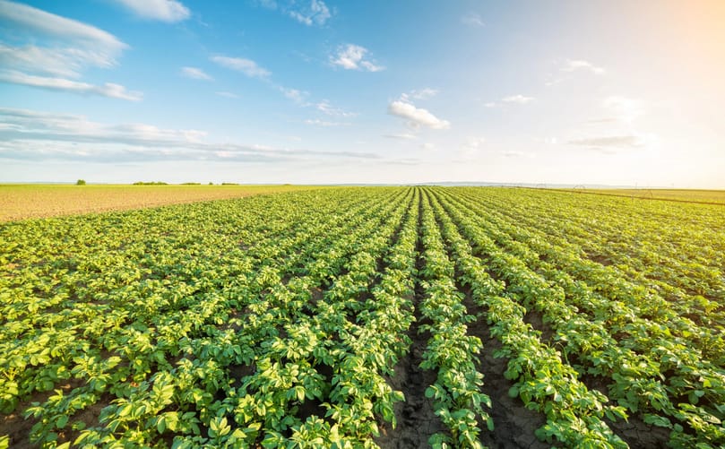 Potato crops growing in the field where HZPC varieties are tested and evaluated before entering the global potato supply chain and processing industry