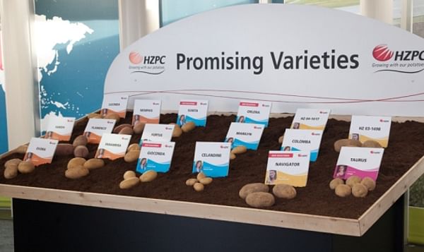 Promising new potato varieties of HZPC (2013)